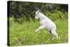 Mountain Goat Kid Kicks Up His Heels in Glacier National Park, Montana, USA-Chuck Haney-Stretched Canvas