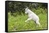 Mountain Goat Kid Kicks Up His Heels in Glacier National Park, Montana, USA-Chuck Haney-Framed Stretched Canvas