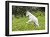 Mountain Goat Kid Kicks Up His Heels in Glacier National Park, Montana, USA-Chuck Haney-Framed Photographic Print