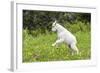 Mountain Goat Kid Kicks Up His Heels in Glacier National Park, Montana, USA-Chuck Haney-Framed Photographic Print