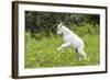 Mountain Goat Kid Kicks Up His Heels in Glacier National Park, Montana, USA-Chuck Haney-Framed Photographic Print