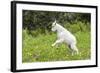 Mountain Goat Kid Kicks Up His Heels in Glacier National Park, Montana, USA-Chuck Haney-Framed Photographic Print