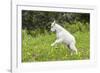 Mountain Goat Kid Kicks Up His Heels in Glacier National Park, Montana, USA-Chuck Haney-Framed Photographic Print