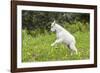 Mountain Goat Kid Kicks Up His Heels in Glacier National Park, Montana, USA-Chuck Haney-Framed Photographic Print