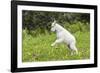 Mountain Goat Kid Kicks Up His Heels in Glacier National Park, Montana, USA-Chuck Haney-Framed Photographic Print