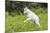 Mountain Goat Kid Kicks Up His Heels in Glacier National Park, Montana, USA-Chuck Haney-Mounted Photographic Print