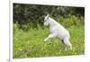 Mountain Goat Kid Kicks Up His Heels in Glacier National Park, Montana, USA-Chuck Haney-Framed Photographic Print