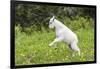 Mountain Goat Kid Kicks Up His Heels in Glacier National Park, Montana, USA-Chuck Haney-Framed Photographic Print