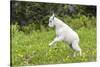 Mountain Goat Kid Kicks Up His Heels in Glacier National Park, Montana, USA-Chuck Haney-Stretched Canvas