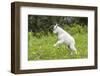 Mountain Goat Kid Kicks Up His Heels in Glacier National Park, Montana, USA-Chuck Haney-Framed Photographic Print