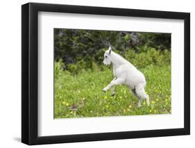 Mountain Goat Kid Kicks Up His Heels in Glacier National Park, Montana, USA-Chuck Haney-Framed Photographic Print