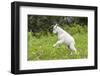 Mountain Goat Kid Kicks Up His Heels in Glacier National Park, Montana, USA-Chuck Haney-Framed Photographic Print