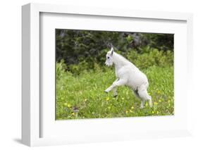 Mountain Goat Kid Kicks Up His Heels in Glacier National Park, Montana, USA-Chuck Haney-Framed Photographic Print