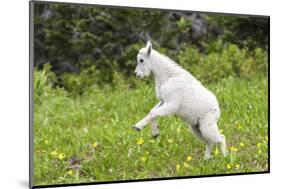 Mountain Goat Kid Kicks Up His Heels in Glacier National Park, Montana, USA-Chuck Haney-Mounted Photographic Print