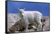 Mountain Goat Kid on Rocks, Mount Evans Recreation Area, Arapaho National Forest, Colorado, Usa-John Barger-Framed Stretched Canvas