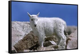 Mountain Goat Kid on Rocks, Mount Evans Recreation Area, Arapaho National Forest, Colorado, Usa-John Barger-Framed Stretched Canvas