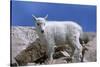 Mountain Goat Kid on Rocks, Mount Evans Recreation Area, Arapaho National Forest, Colorado, Usa-John Barger-Stretched Canvas