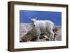 Mountain Goat Kid on Rocks, Mount Evans Recreation Area, Arapaho National Forest, Colorado, Usa-John Barger-Framed Photographic Print