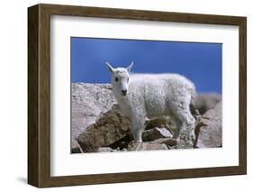 Mountain Goat Kid on Rocks, Mount Evans Recreation Area, Arapaho National Forest, Colorado, Usa-John Barger-Framed Photographic Print