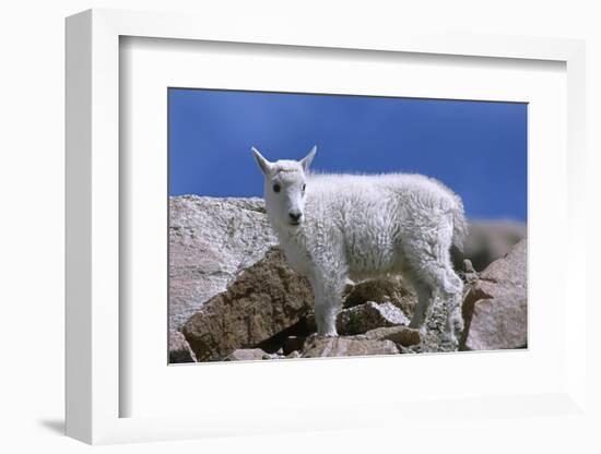 Mountain Goat Kid on Rocks, Mount Evans Recreation Area, Arapaho National Forest, Colorado, Usa-John Barger-Framed Photographic Print