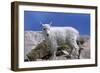 Mountain Goat Kid on Rocks, Mount Evans Recreation Area, Arapaho National Forest, Colorado, Usa-John Barger-Framed Photographic Print