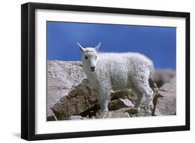 Mountain Goat Kid on Rocks, Mount Evans Recreation Area, Arapaho National Forest, Colorado, Usa-John Barger-Framed Photographic Print