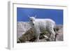 Mountain Goat Kid on Rocks, Mount Evans Recreation Area, Arapaho National Forest, Colorado, Usa-John Barger-Framed Photographic Print