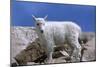 Mountain Goat Kid on Rocks, Mount Evans Recreation Area, Arapaho National Forest, Colorado, Usa-John Barger-Mounted Photographic Print