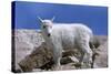 Mountain Goat Kid on Rocks, Mount Evans Recreation Area, Arapaho National Forest, Colorado, Usa-John Barger-Stretched Canvas