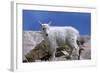 Mountain Goat Kid on Rocks, Mount Evans Recreation Area, Arapaho National Forest, Colorado, Usa-John Barger-Framed Photographic Print