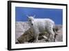 Mountain Goat Kid on Rocks, Mount Evans Recreation Area, Arapaho National Forest, Colorado, Usa-John Barger-Framed Photographic Print