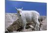 Mountain Goat Kid on Rocks, Mount Evans Recreation Area, Arapaho National Forest, Colorado, Usa-John Barger-Mounted Photographic Print
