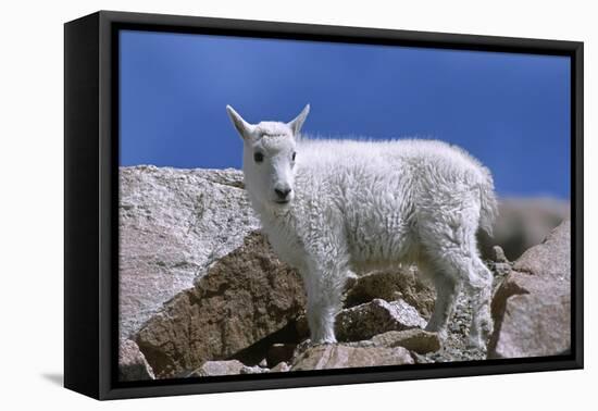 Mountain Goat Kid on Rocks, Mount Evans Recreation Area, Arapaho National Forest, Colorado, Usa-John Barger-Framed Stretched Canvas