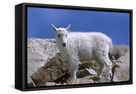 Mountain Goat Kid on Rocks, Mount Evans Recreation Area, Arapaho National Forest, Colorado, Usa-John Barger-Framed Stretched Canvas