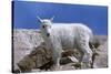 Mountain Goat Kid on Rocks, Mount Evans Recreation Area, Arapaho National Forest, Colorado, Usa-John Barger-Stretched Canvas