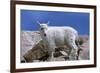 Mountain Goat Kid on Rocks, Mount Evans Recreation Area, Arapaho National Forest, Colorado, Usa-John Barger-Framed Photographic Print