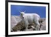 Mountain Goat Kid on Rocks, Mount Evans Recreation Area, Arapaho National Forest, Colorado, Usa-John Barger-Framed Photographic Print