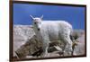 Mountain Goat Kid on Rocks, Mount Evans Recreation Area, Arapaho National Forest, Colorado, Usa-John Barger-Framed Photographic Print