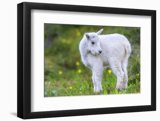 Mountain Goat Kid-Jason Savage-Framed Art Print