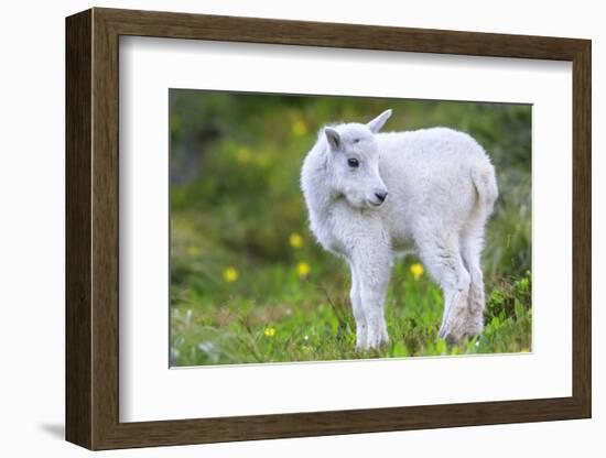 Mountain Goat Kid-Jason Savage-Framed Art Print