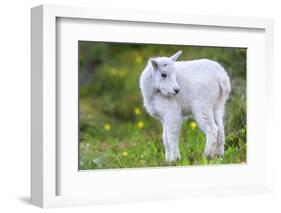 Mountain Goat Kid-Jason Savage-Framed Art Print