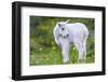 Mountain Goat Kid-Jason Savage-Framed Giclee Print