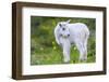 Mountain Goat Kid-Jason Savage-Framed Giclee Print