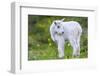 Mountain Goat Kid-Jason Savage-Framed Giclee Print