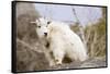 Mountain Goat Kid-Hal Beral-Framed Stretched Canvas