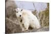 Mountain Goat Kid-Hal Beral-Stretched Canvas