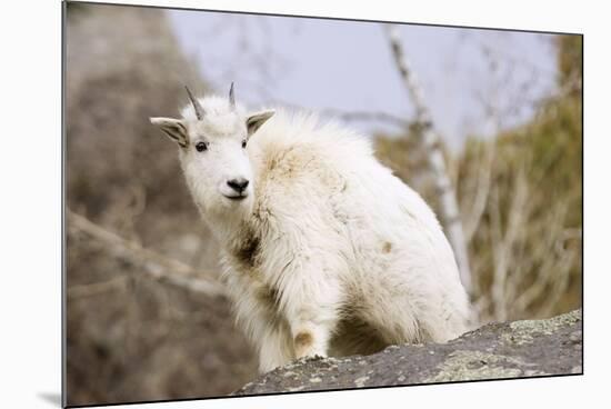 Mountain Goat Kid-Hal Beral-Mounted Photographic Print