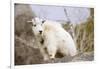 Mountain Goat Kid-Hal Beral-Framed Photographic Print