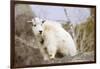 Mountain Goat Kid-Hal Beral-Framed Photographic Print