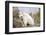 Mountain Goat Kid-Hal Beral-Framed Photographic Print